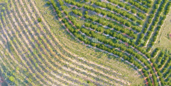 Honda启动第四期在华企业联合植树造林工程