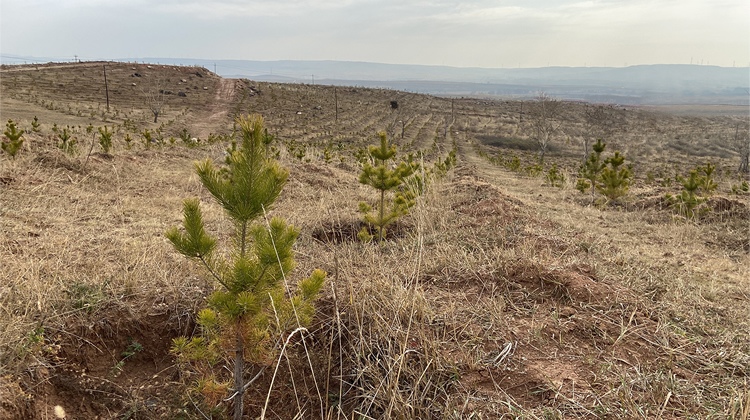 2024年Honda在华企业联合植树造林工程 <br>万亩绿地添彩未来