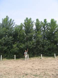 Honda在内蒙古开展第十次植树志愿活动-喜悦的森林”南侧的防风、防沙的白杨林这种树生长期短,能长至6~9米