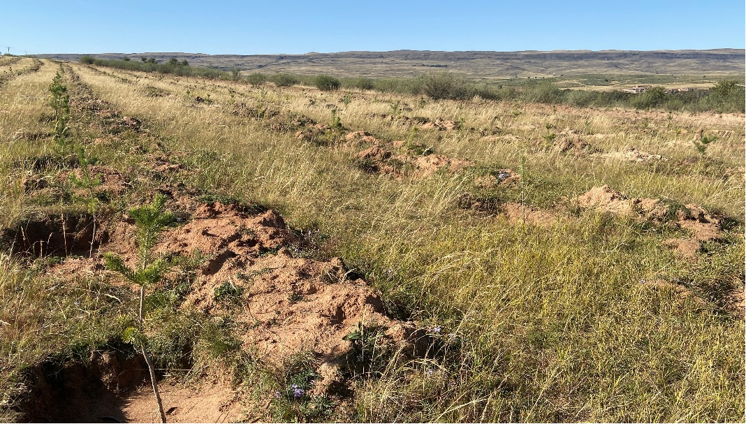 Honda在华企业联合植树造林工程再拓千亩新绿<br>持续十八载 践行绿色承诺